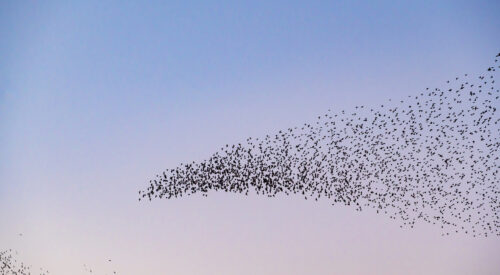 Starling birds murmuration in a clear sky during a calm sunset at the end of the day. Huge groups of starlings in the sky that move in shape-shifting clouds before landing in the trees for the night.